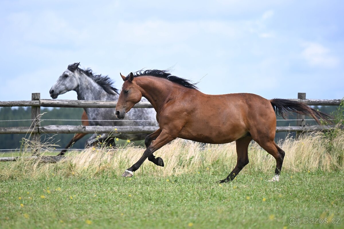 Klisna do chovu i sportu - 6