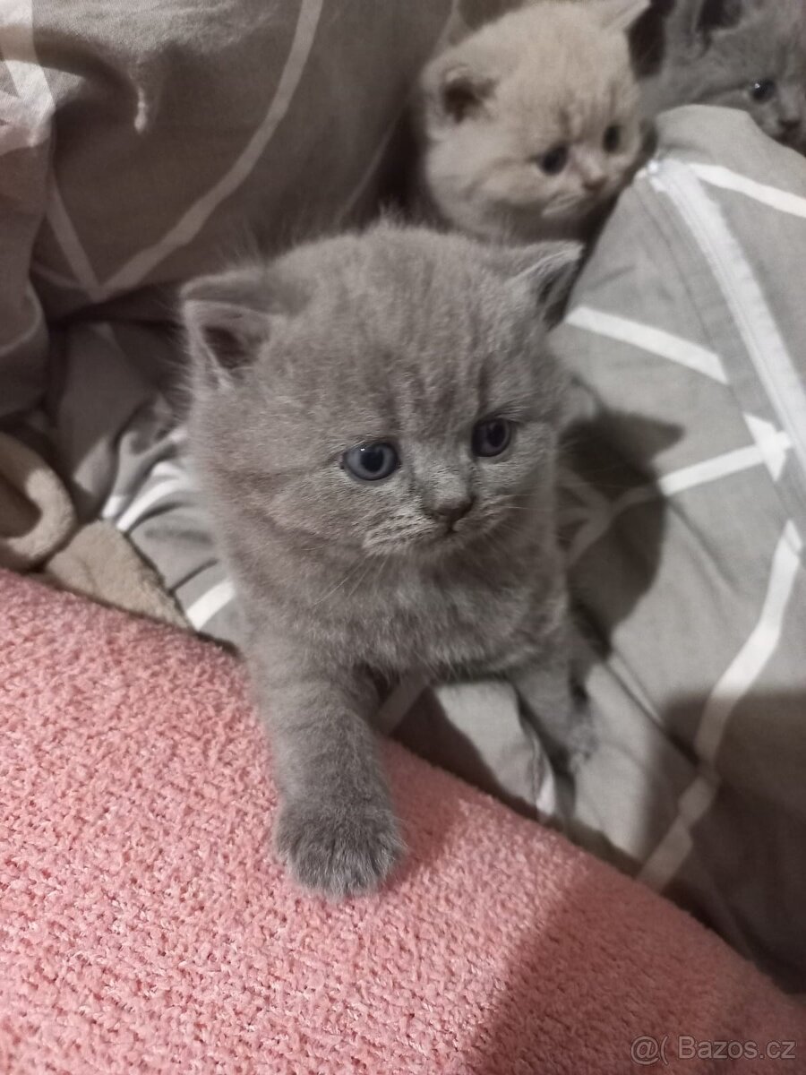 Britská koťátka bez PP - 6