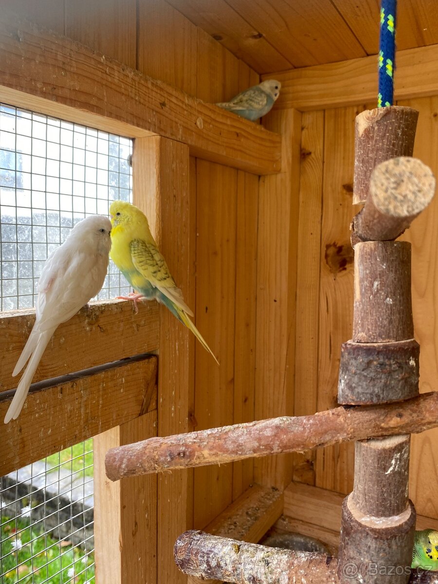 Prodám mladé andulky - 6