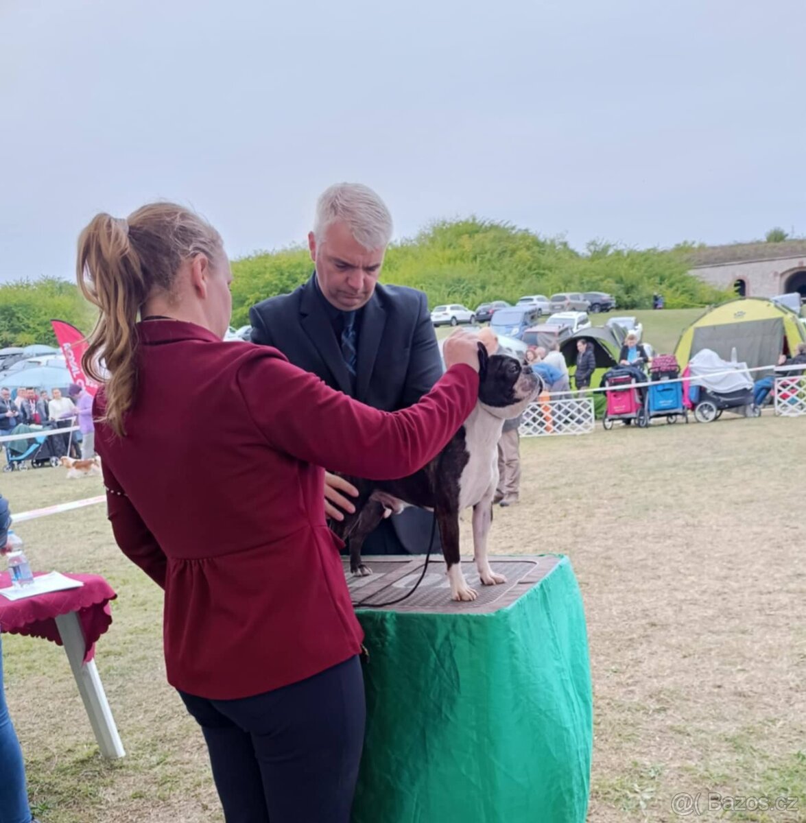 Boston, bostonský terier krytie. - 6