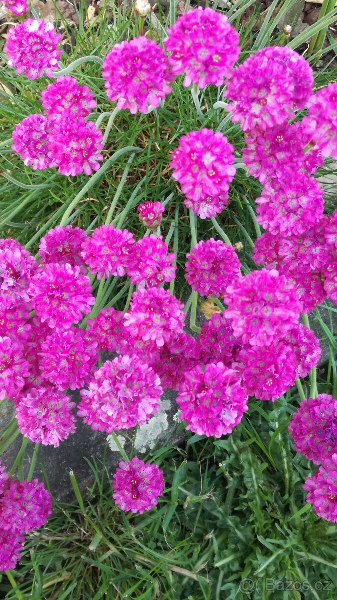 Trvalky, bylinky odběr na jaře - 6