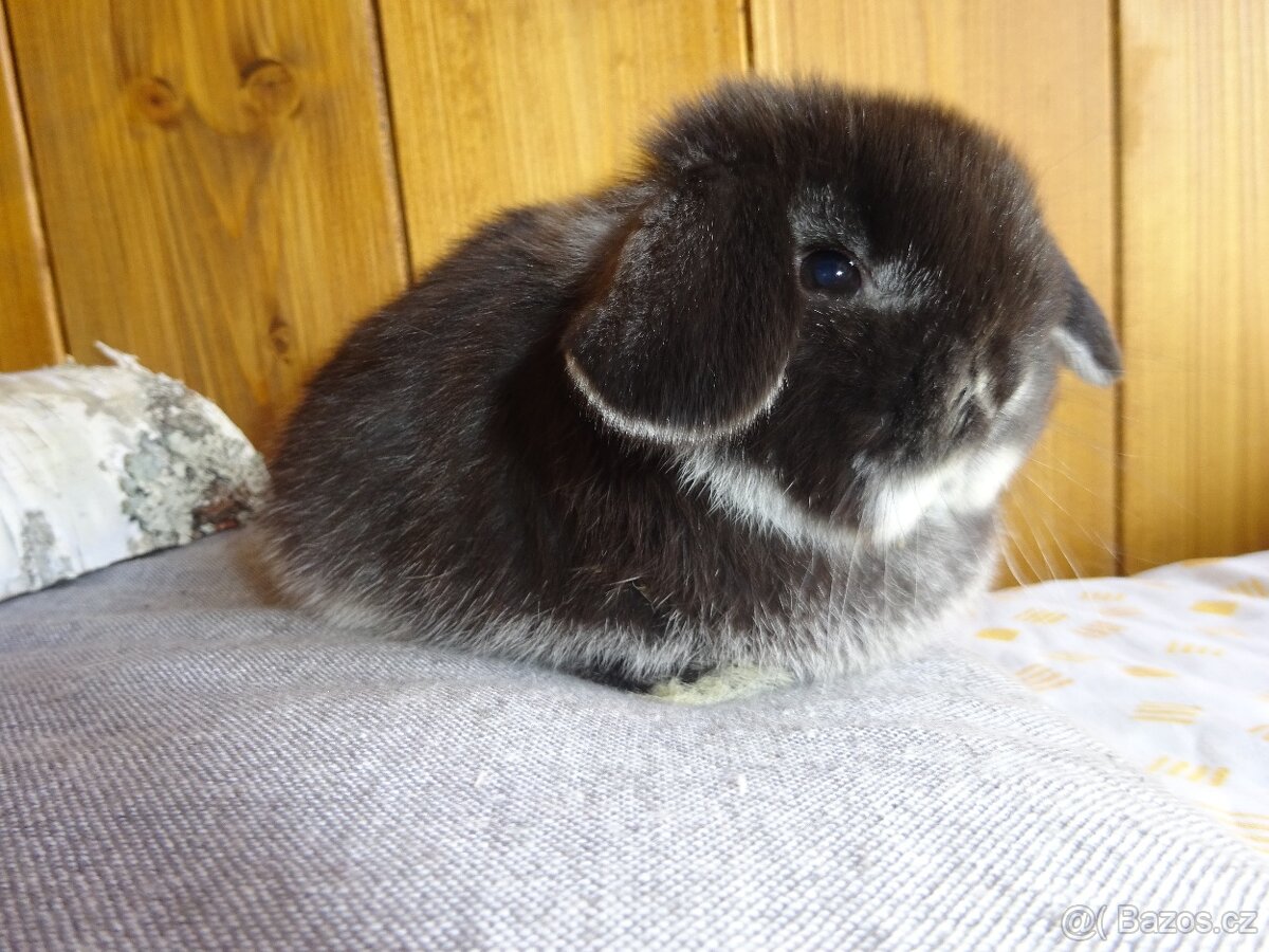 Minilop - sameček - 6