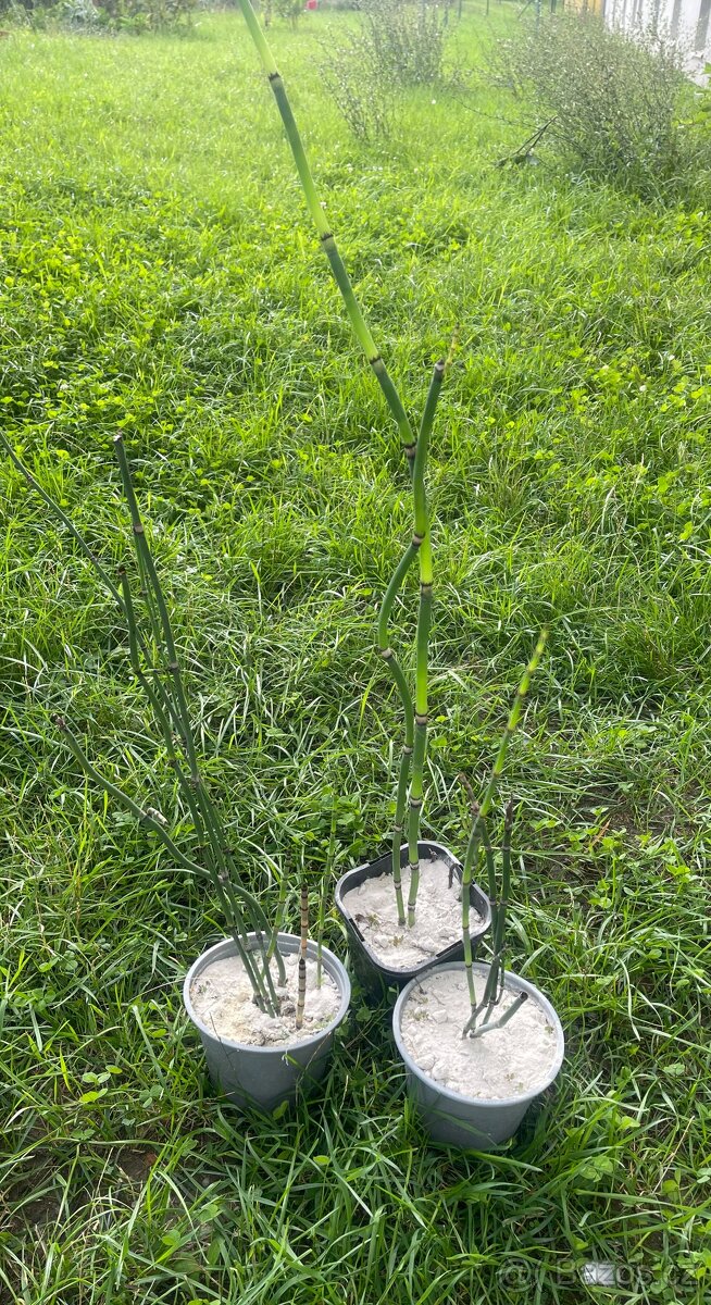 Přeslička japonská - 6