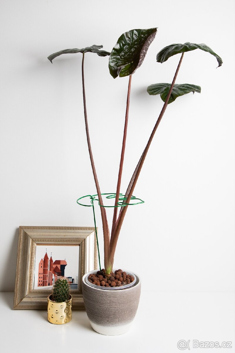 Opora pro rostliny, list monastery, zelená - 6