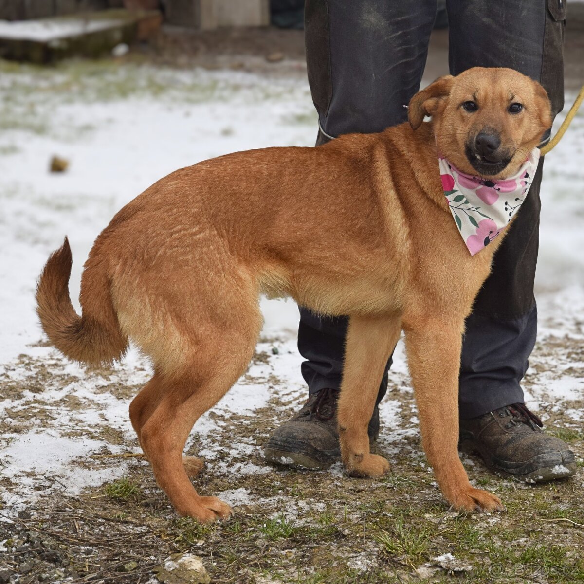 Žofka hledá domov - 6