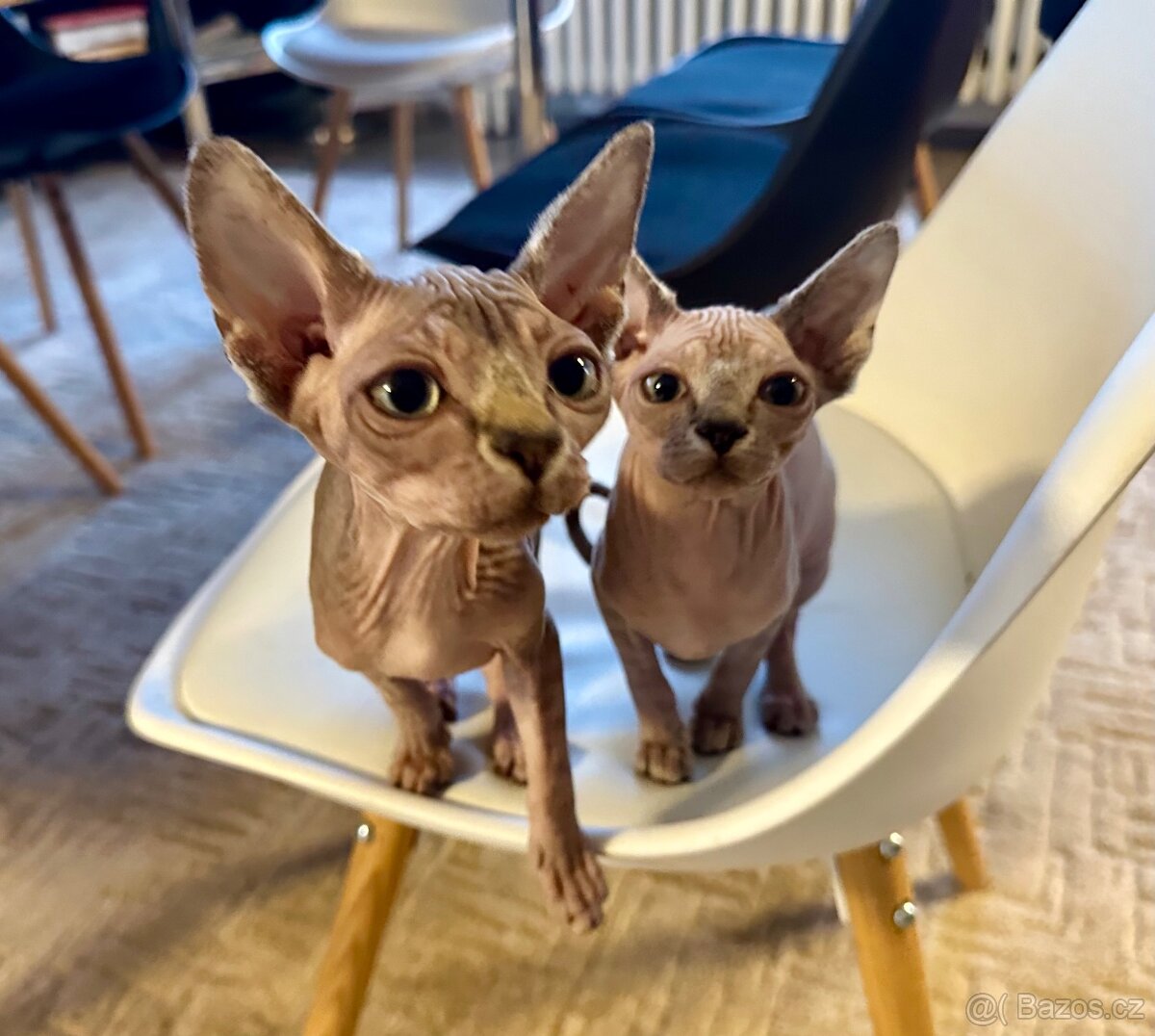 Koťata Sphynx-Elf-Strike - 6