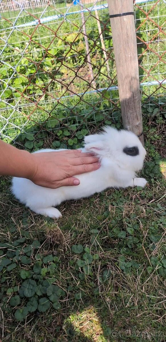 Teddy králík, zakrslý králík Teddy, zakrslý králík - 6