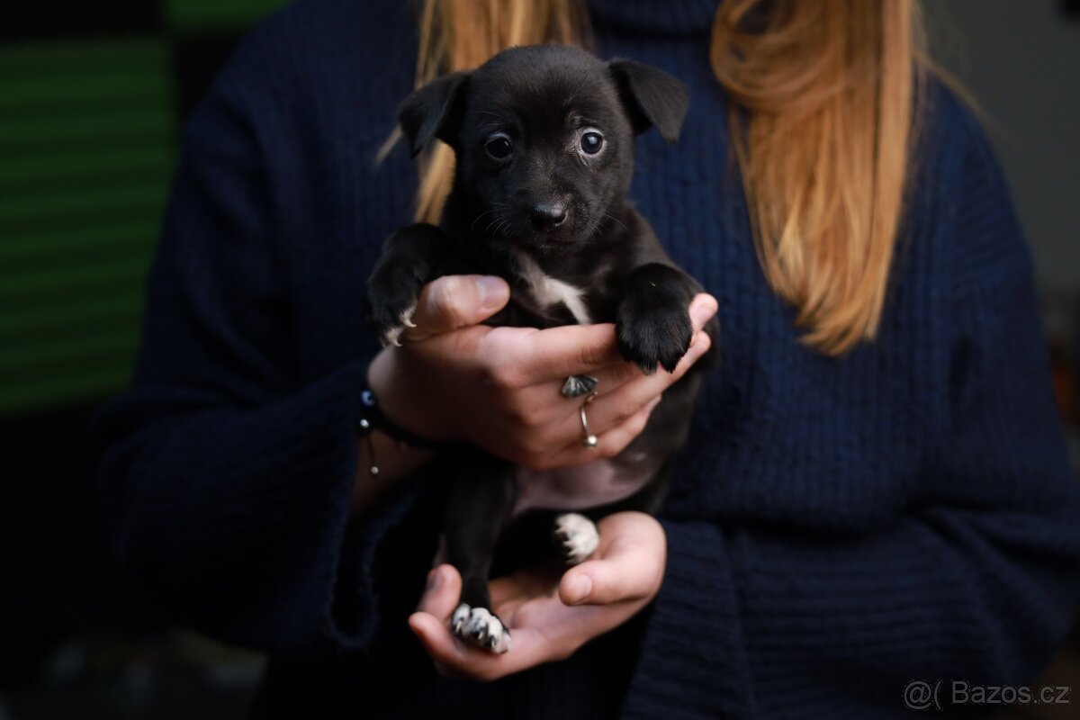 Štěňata křížence k odběru ihned - 6