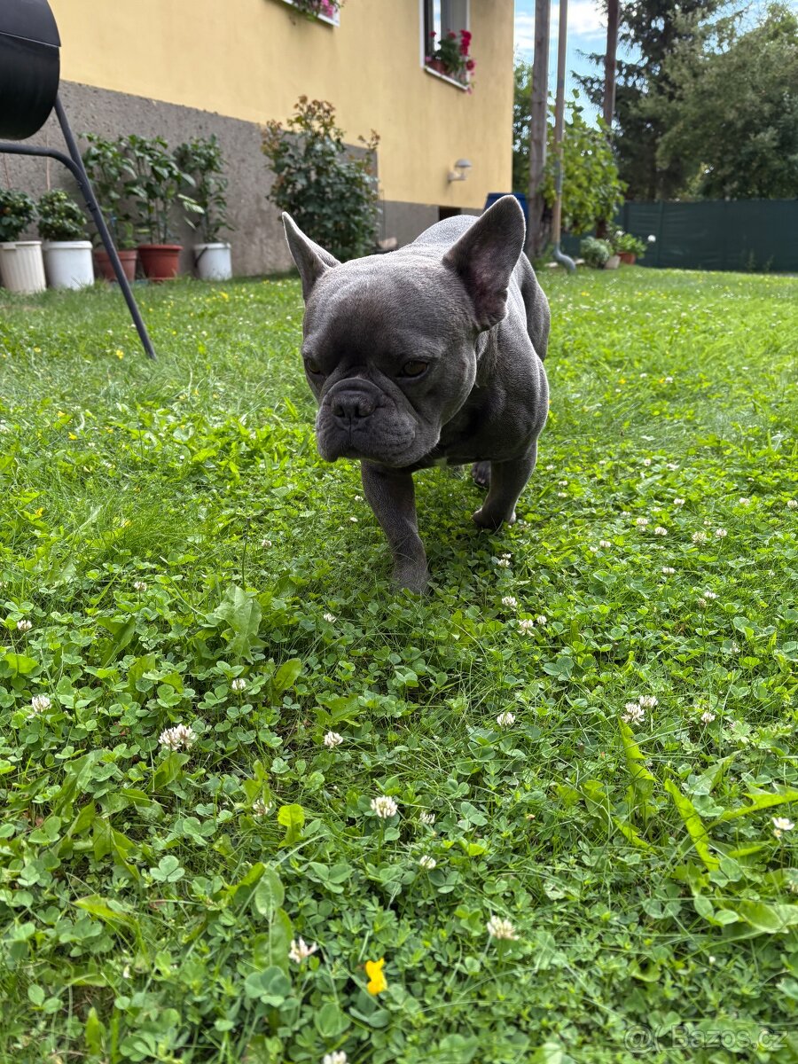 Francouzský buldoček ke krytí - 6