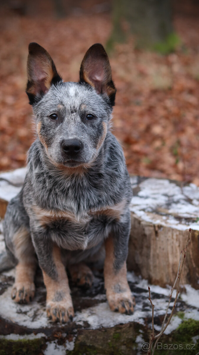 Australský honácký pes, rezervace štěňat s PP, volní kluci - 6