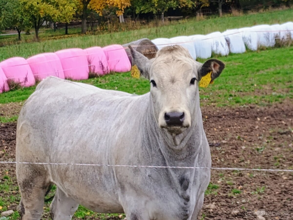 Ošetřovatel skotu - masný dobytek - 6