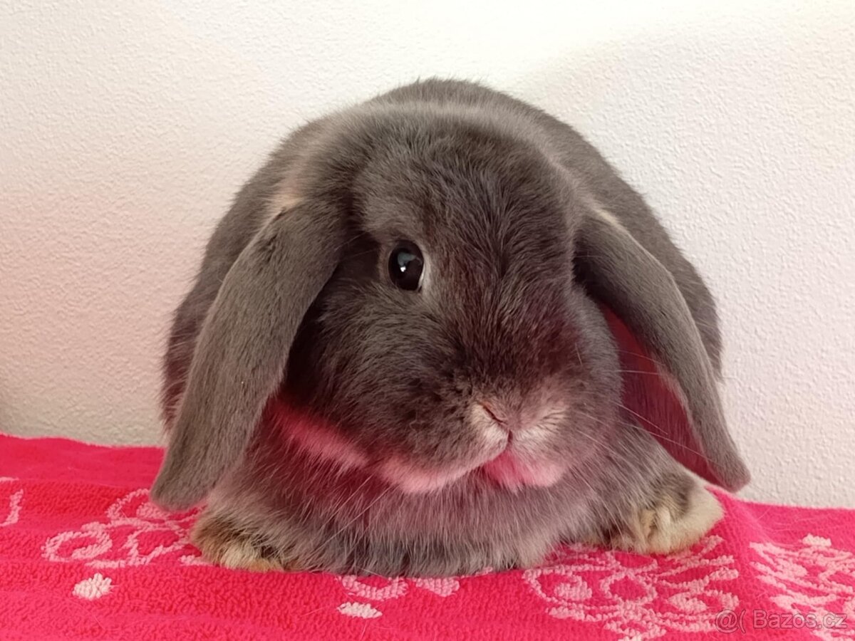 Samička Zakrslý Beránek MiniLop ❤️❤️ - 6