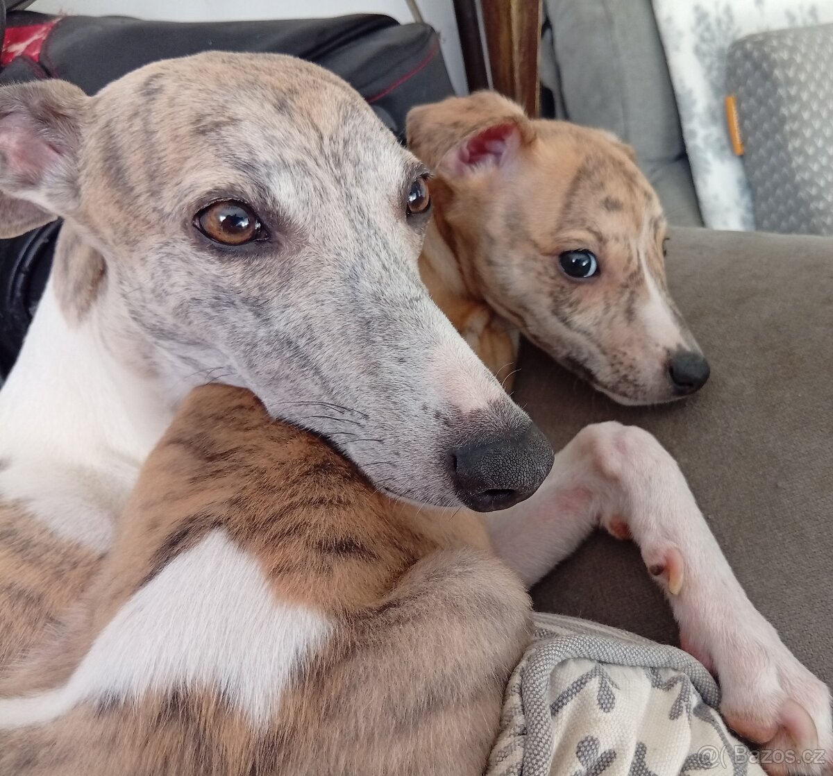 Whippet/Vipet s PP FCI - 6