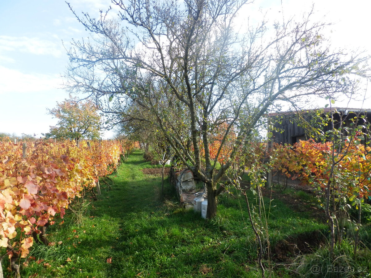Predám vinohradnícky domček s pozemkom v Skalici na Slovensk - 6