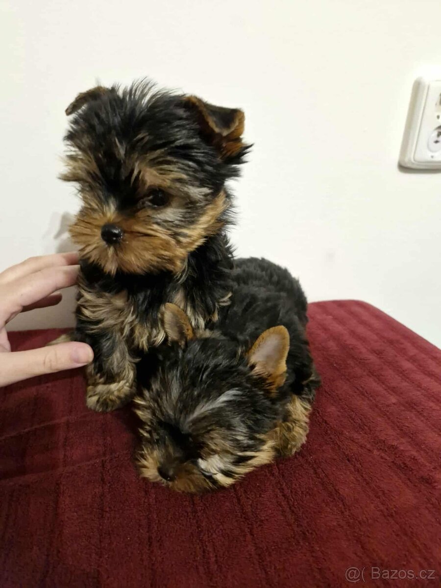 Jorkšírský teriér, Yorkshire terriér - exluzivní štěňátka - 6