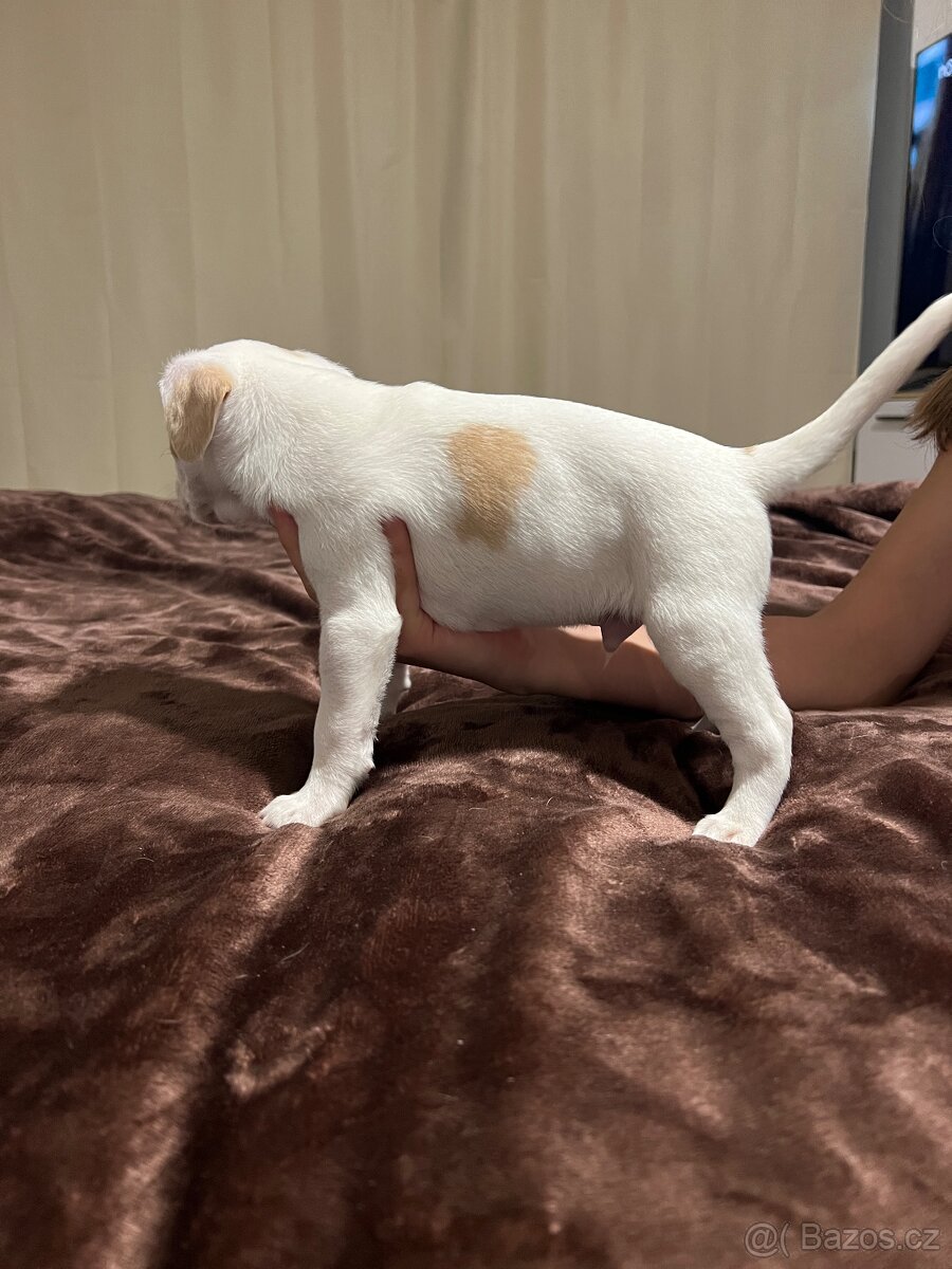 Dánsko Švédský farmářský pes - 6