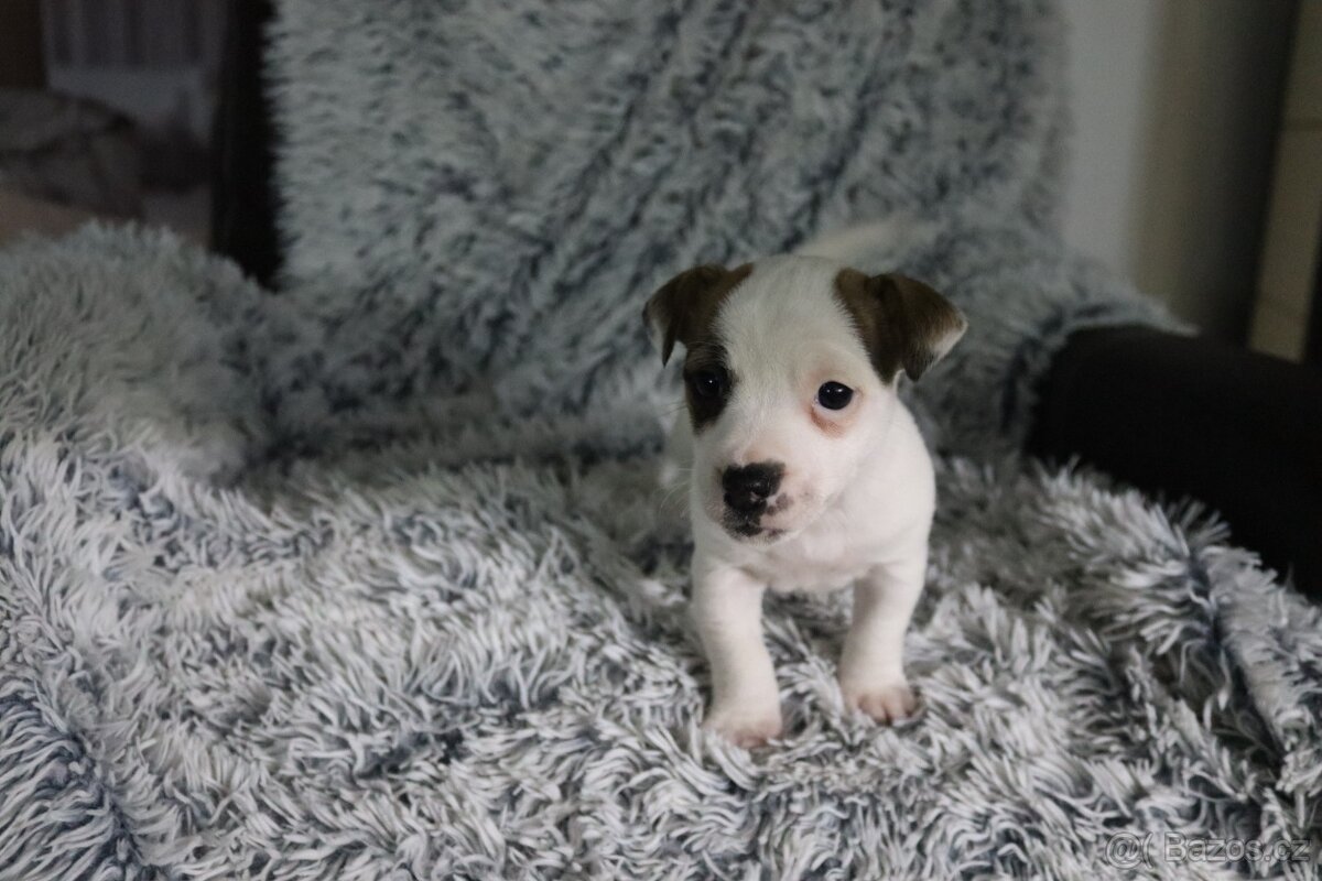 Jack Russell teriér - 6