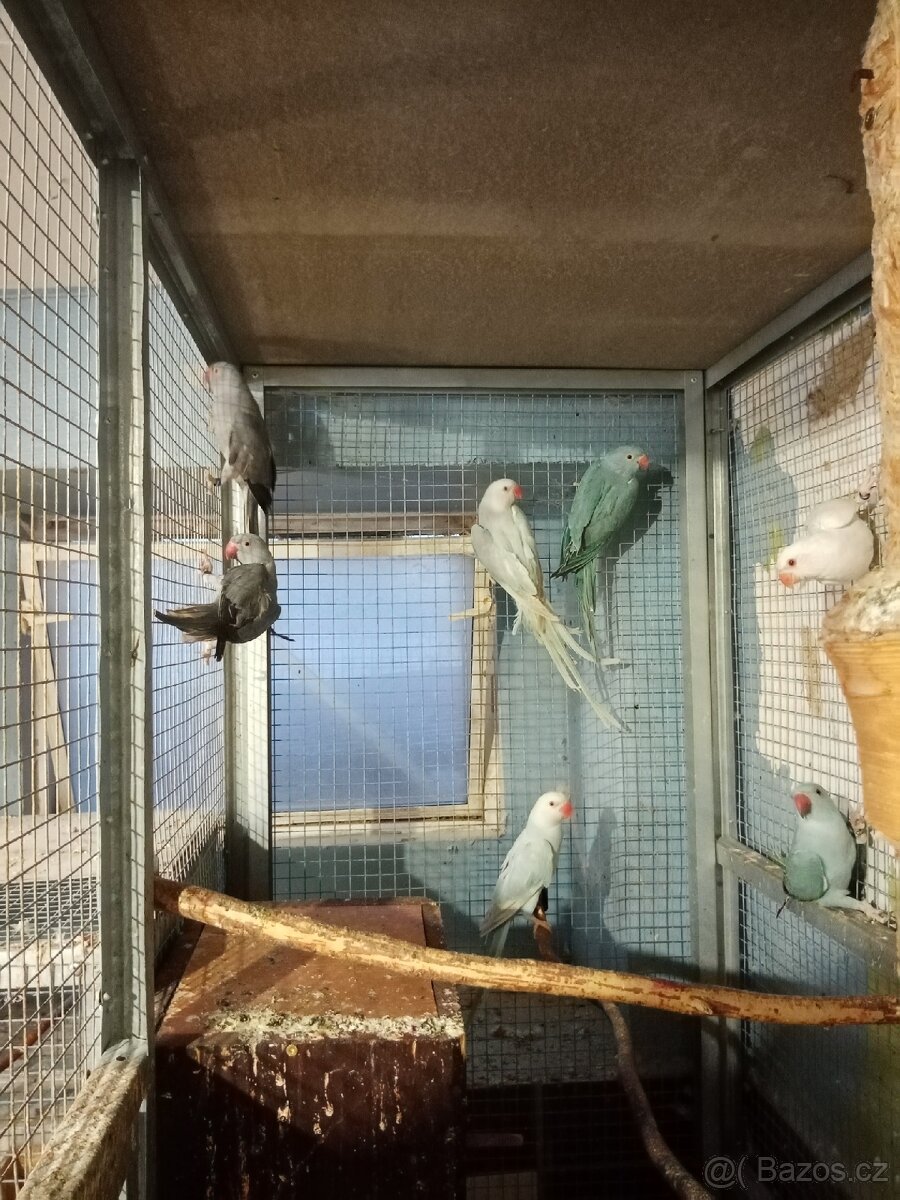 Alexandr malý - 11ks - 6