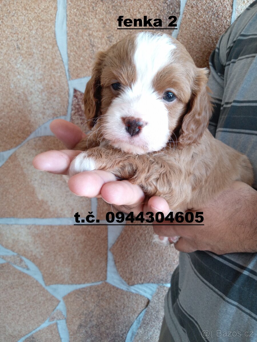 cavapoo - 6