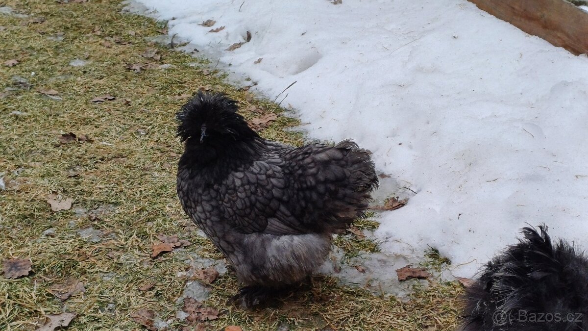 Hedvábnička slepička - 6