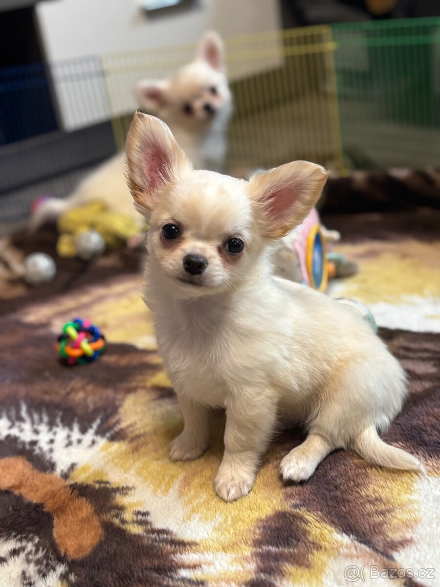 Čivava s PP pejsek - 6