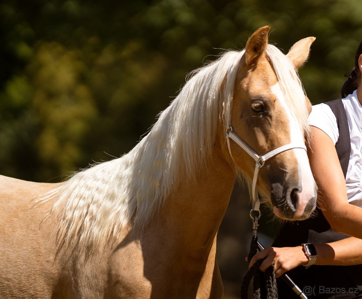 Prodám klisnu welsh pony, sekce B. - 6
