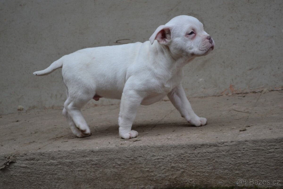 American bully pocket / standard - 6