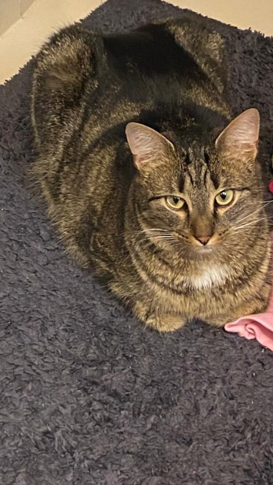 Daruji 2 kocoury+kočičku - 6