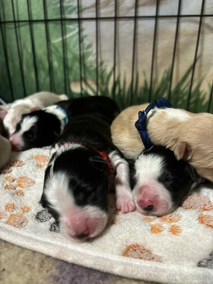 Border kolie s PP - 6