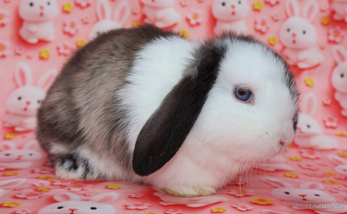 Zakrslý beránek modrooká samička s VP . - 6