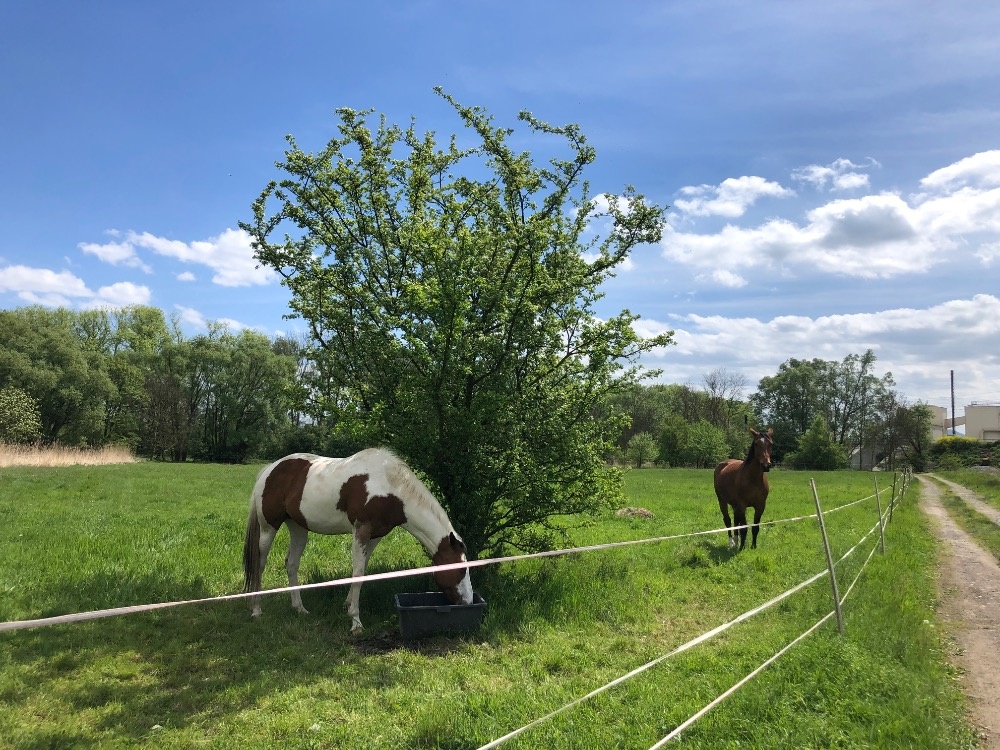 Pastevní ustájení 🌿🐴 - 6