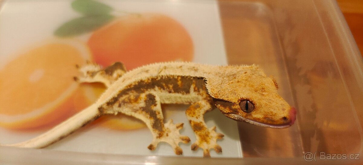 Pagekoni řasnatí - 6