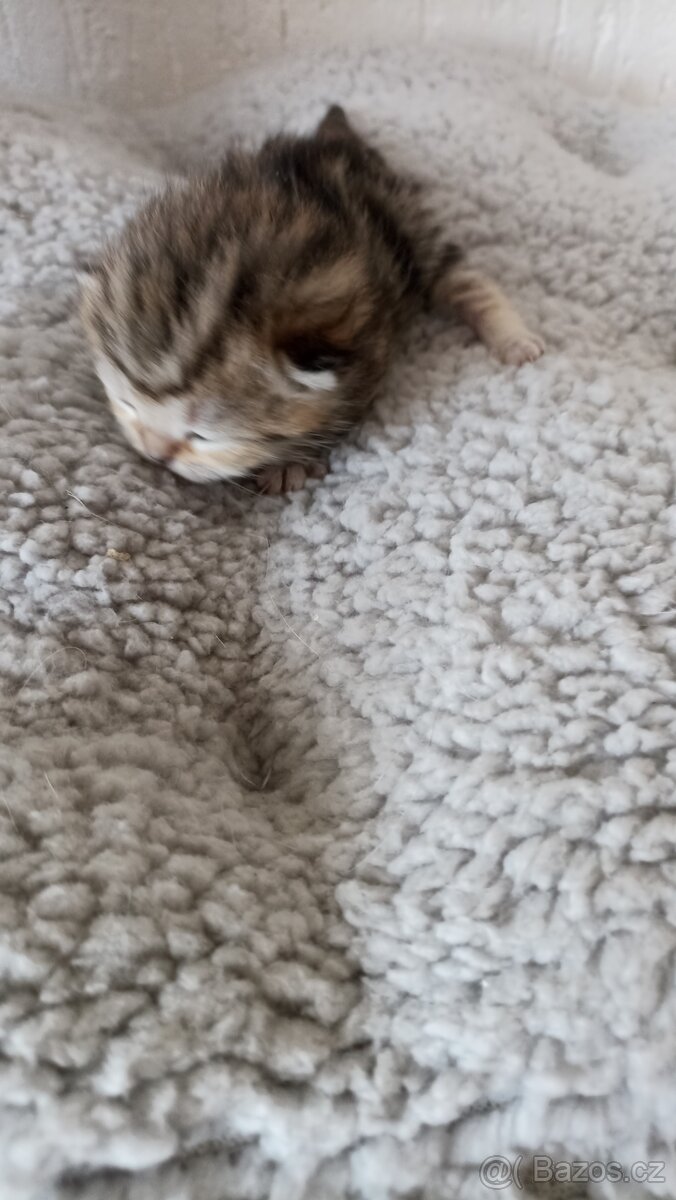 Britská whiskas kočička s PP - 6