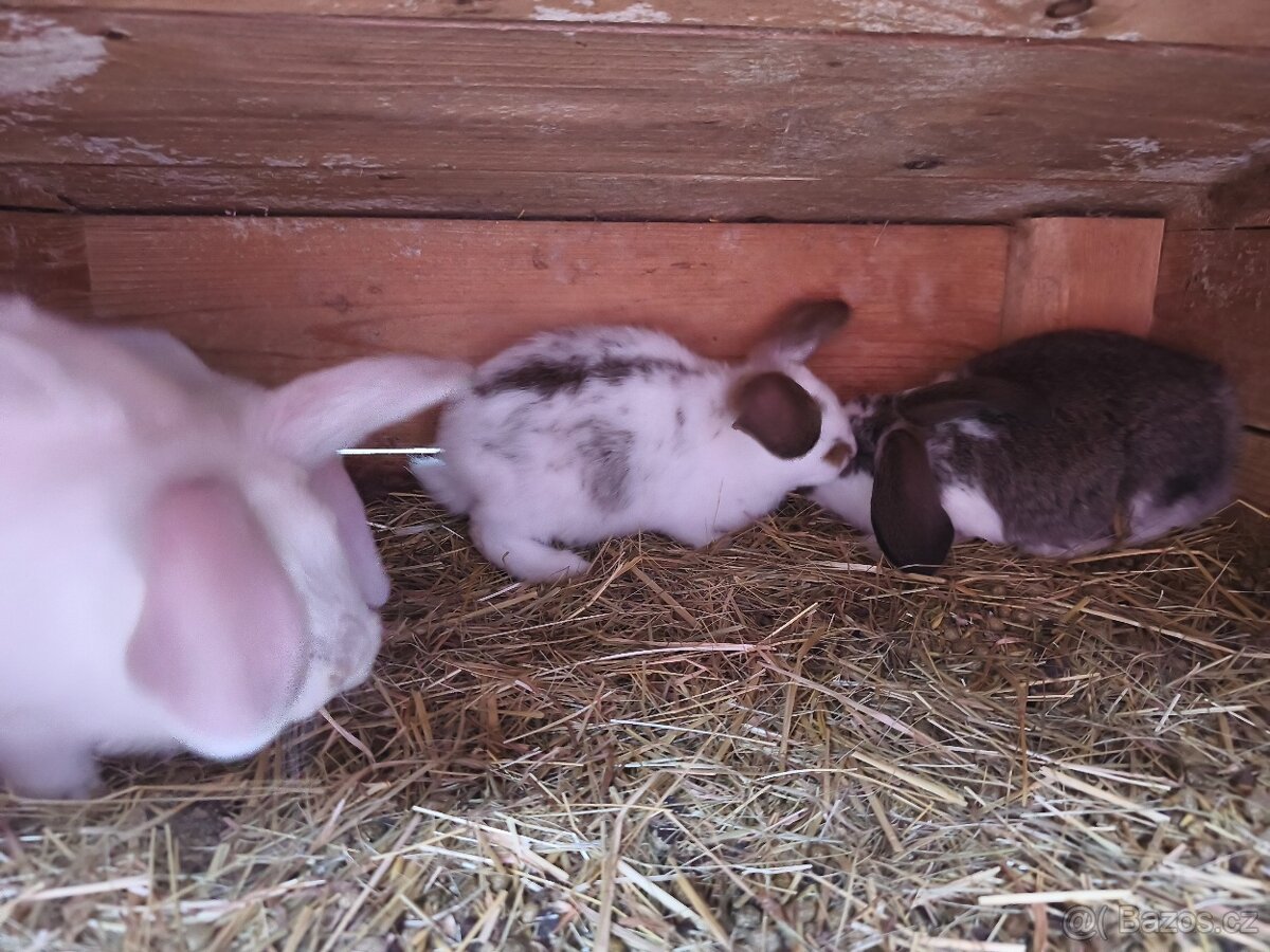 Francouzský beran - 6