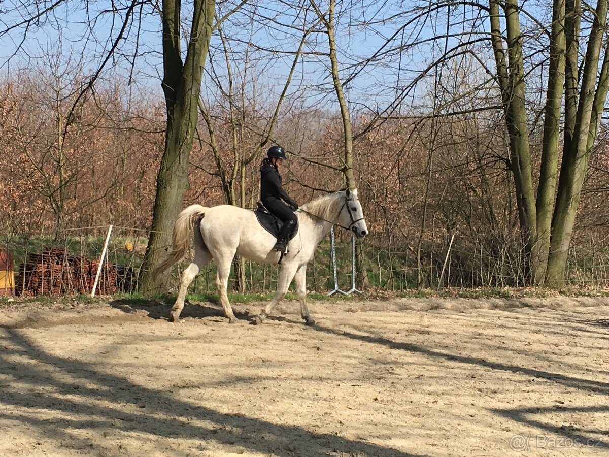 Ustájení koní - 6