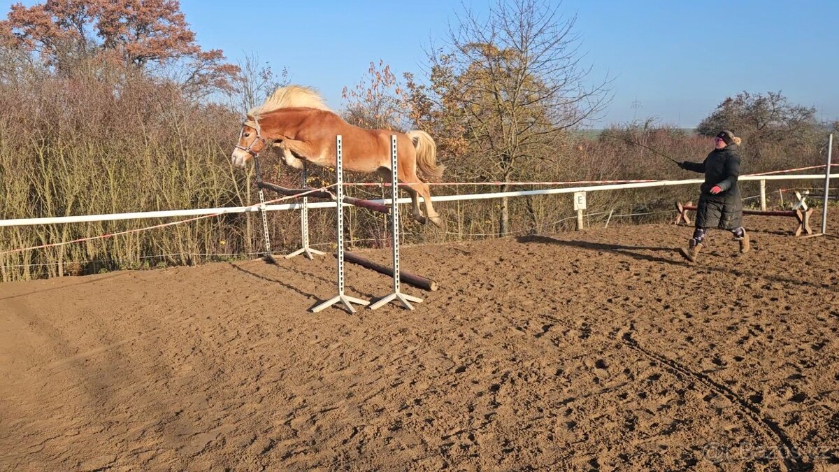 Pony valach Hafling 144cm - 6