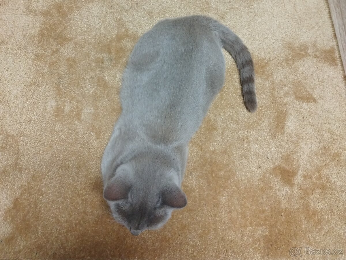 Britská černá krátkosrstá a dlouhosrstá koťata - 6