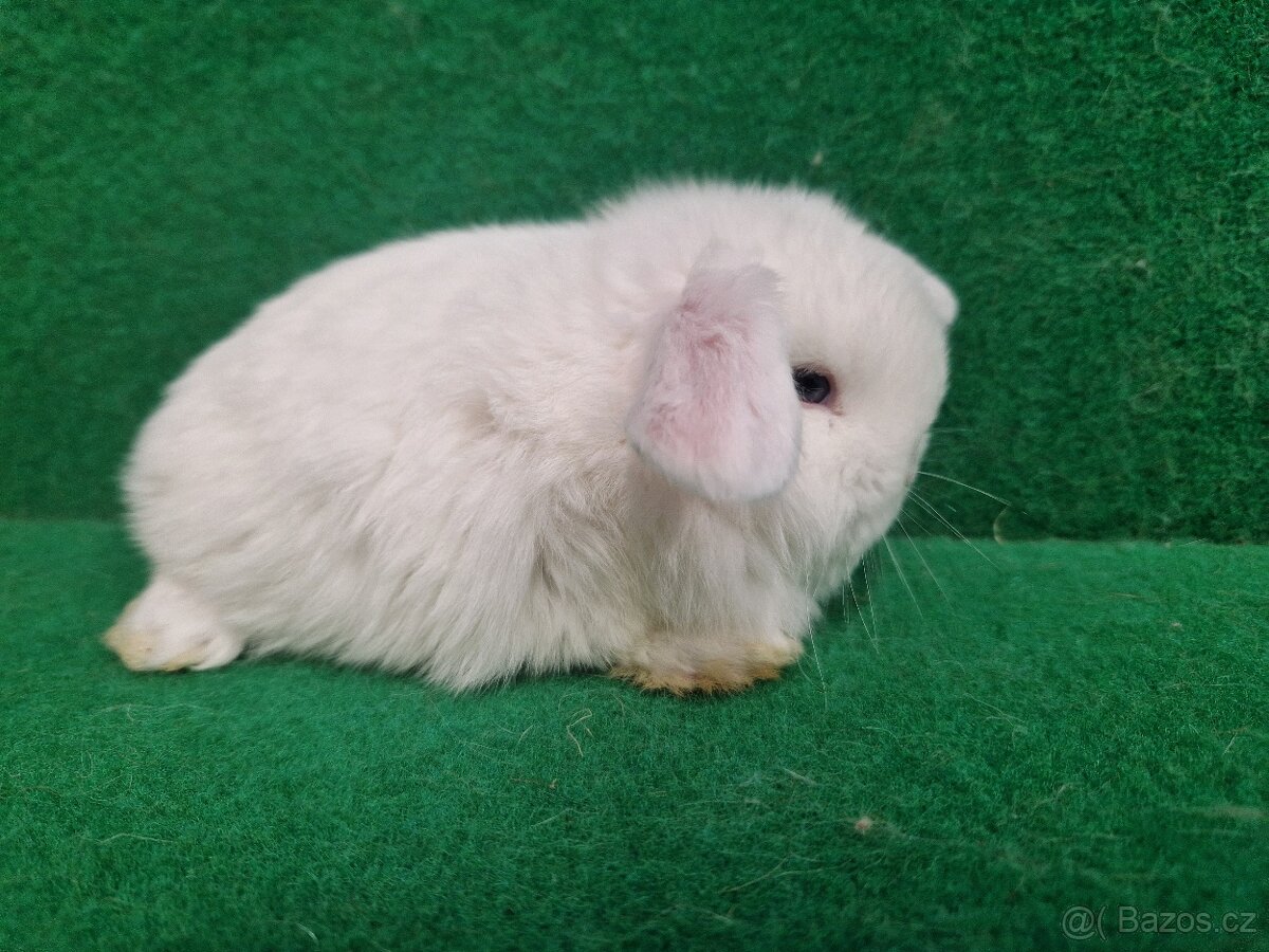 Zakrslý beránek s rodokmenem - 6