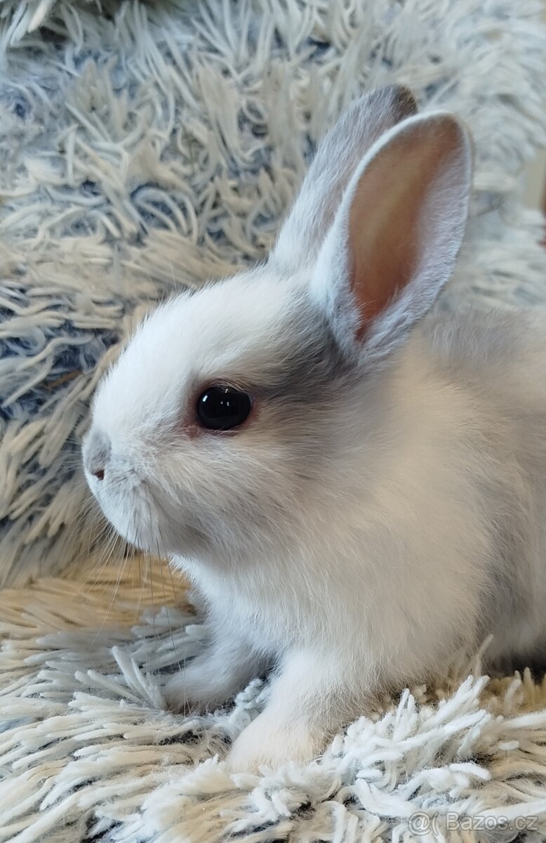 Zakrslý krátkouchý - 6