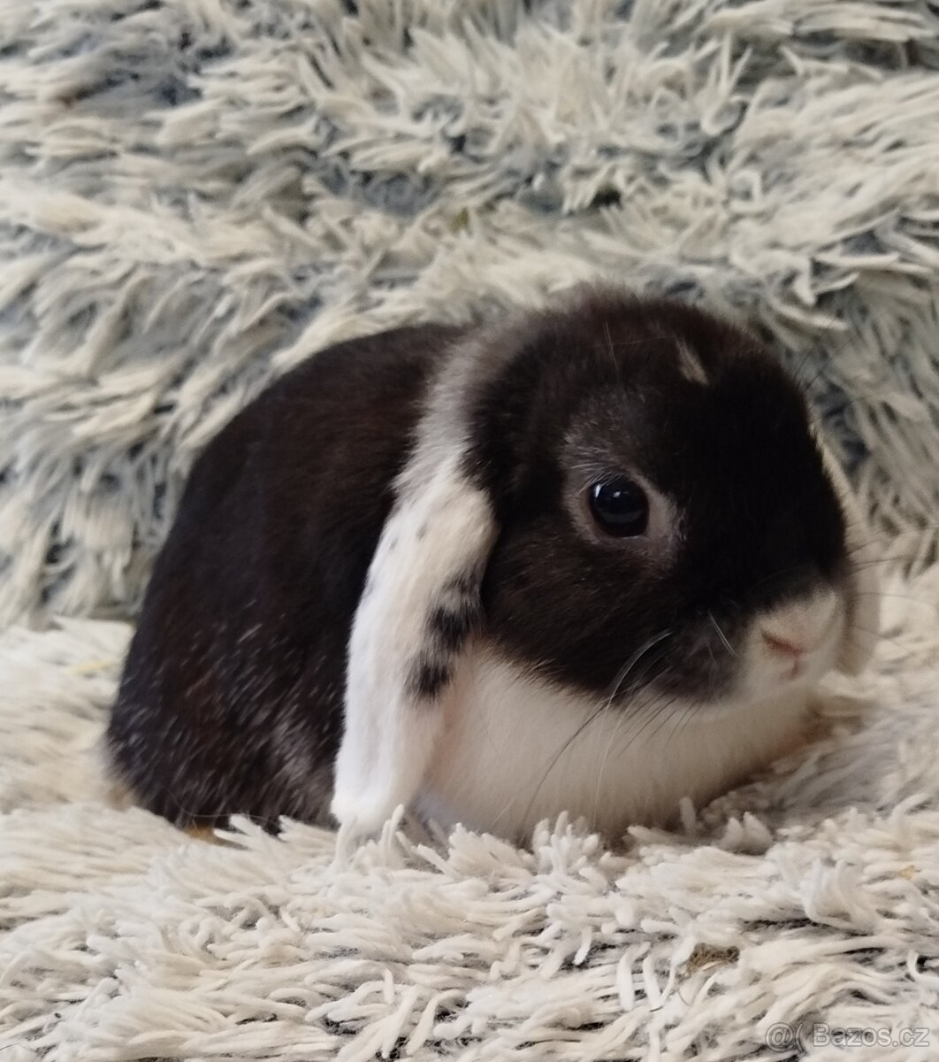 Minilop - anglický zakrslý beránek - Max - 6