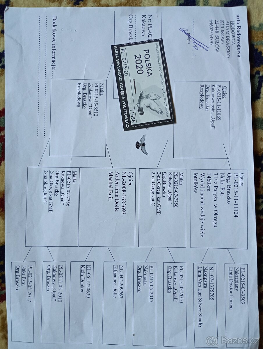 Poštovní holub - 6