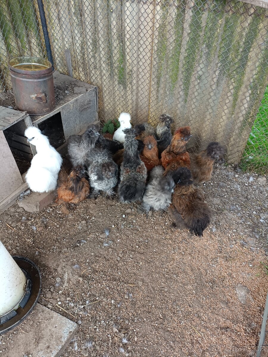 Kohouti Hedvábničky - 6