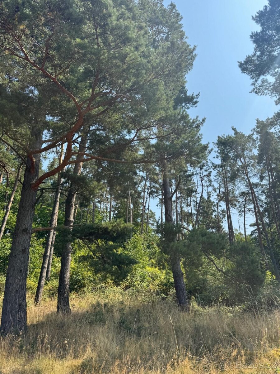 Prodej lesních pozemků v k.ú. Volenice - 6