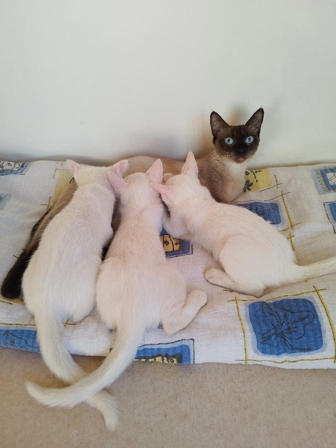 Poslední kocourek - 6