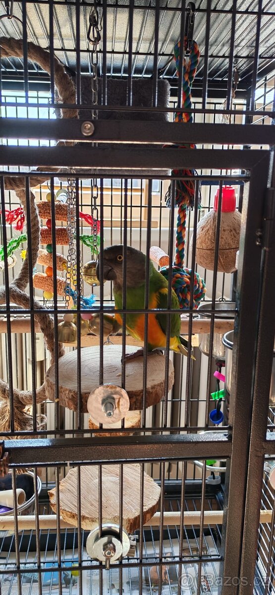 Papoušek Senegalký - 6