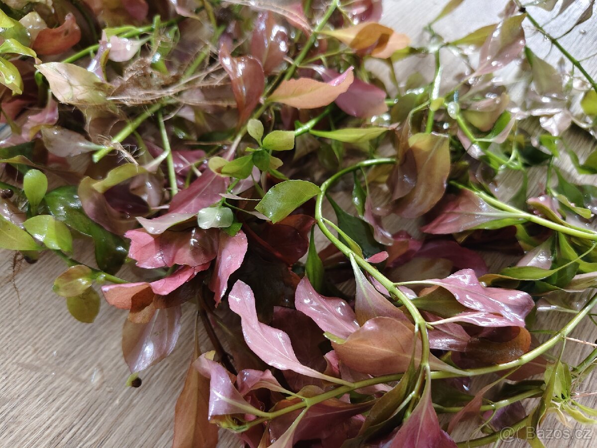 Rostlinky akvarium 200,- - 6