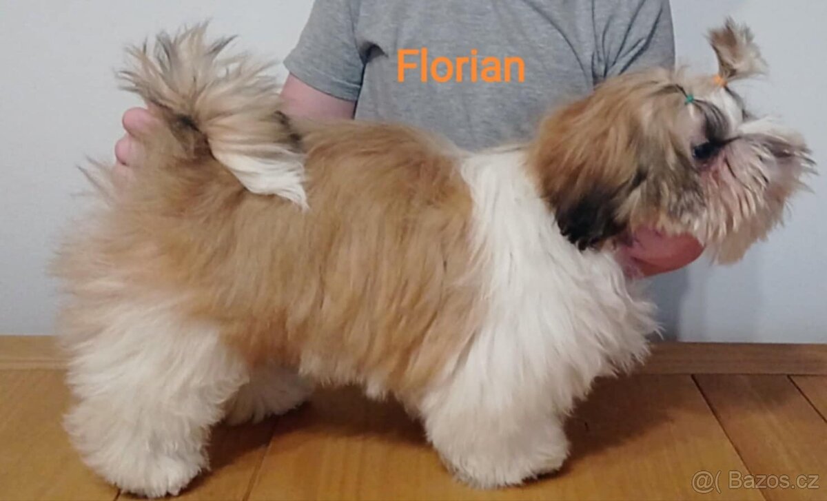 Shih-tzu štěňátka s PP - 6