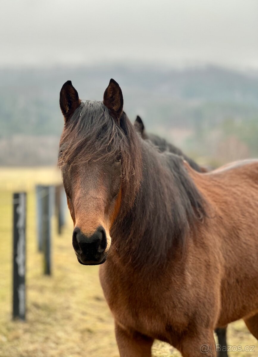 Darujeme problémovou kobylku - 6