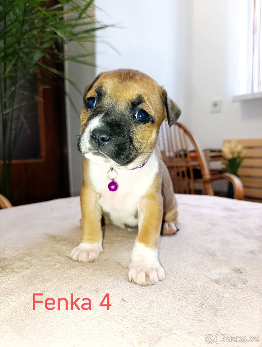 🐾 Americký stafordšírský teriér - 6