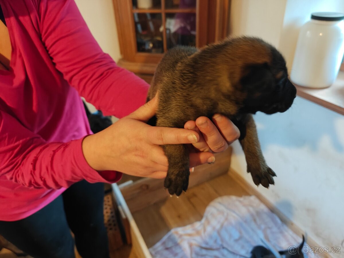 BELGICKÝ OVČÁK MALINOIS - 6
